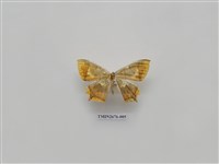 藏品(尺蛾219)的圖片